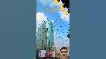 mãn nhãn với màn trình diễn bồ câu #shorts #tintuc #dieubinh #tinnong #xaynhatho