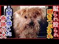 殴られ蹴られ光を失った一匹の犬が教えてくれた愛の力、救出から回復、そして新しい家族への旅