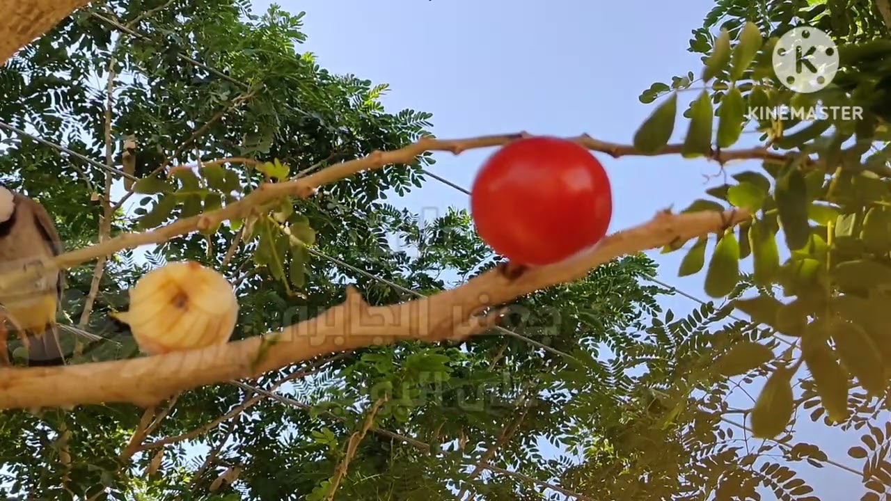 امهات البلابل تفطم افراخه بعمر ٢٤ يوم، ولاكن تراقبهم وتساعدهم على الغذاء وتحميهم من الاعداء