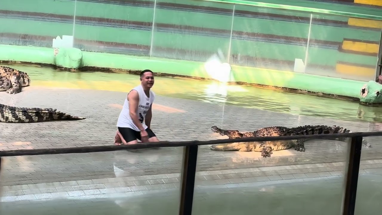Crocodile show @TigerParkPattaya Thailand