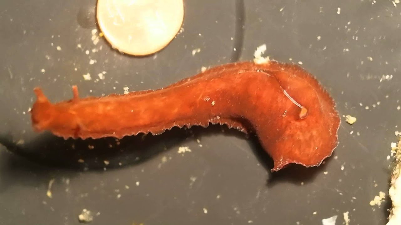 Dolabrifera dolabrifera P9051030