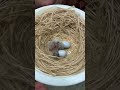 Welcome #birds #peace #bird #shortsvideo #shortsyoutube #animals #animalshorts #baby #hello o