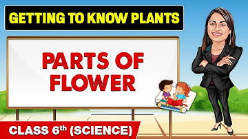 Getting to Know Plants - Part 1 || Class 6th Science || Champs Pro