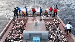 Watch full video of catching skipjack tuna by pole-and-line 🎣