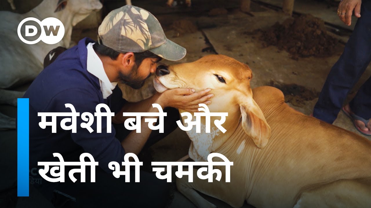 यहां गाय दूध के लिए नहीं पाली जाती [Cow breeding is not for milk here]