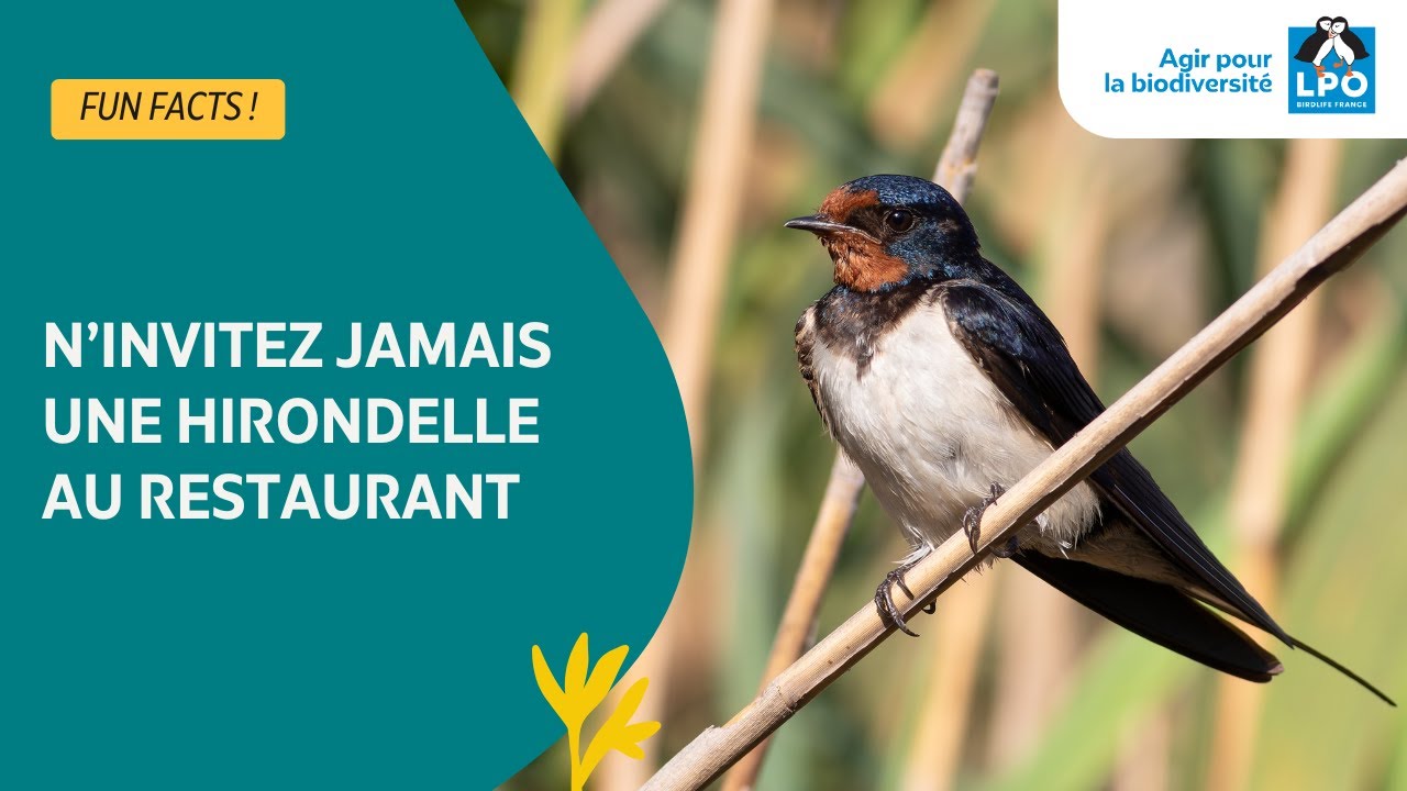 Pouquoi il ne faut jamais inviter une hirondelle au restaurant - #funfacts