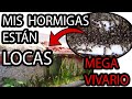 Tengo hormigas locas - Explosion de Hormigas en el MegaVivario