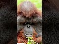 Fakta Unik Orang Utan: Hewan Cerdas Yang Menakjubkan #shorts #short #orangutan #faktaunikhewan