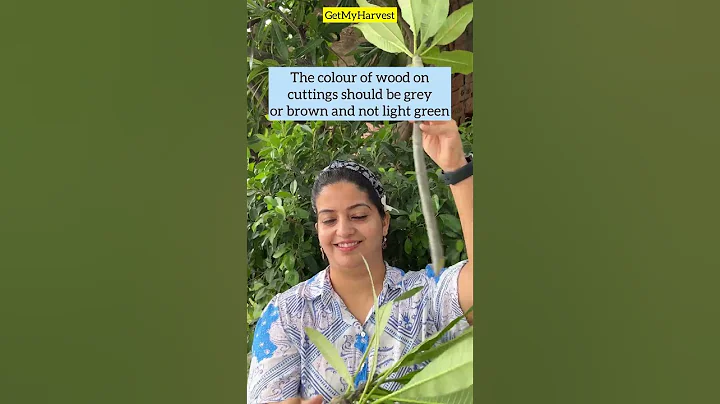 गमले में कटिंग से चंपा कैसे उगाएं | Grow Beautiful Plumeria Plant from cutting #Shorts - DayDayNews