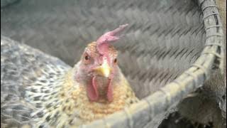 Batu Belang (Pangalengan)