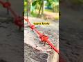 Every Camper should know This knots!!
