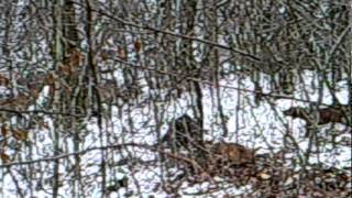 Bih-Lov- Brnjo I Medi Sa Tek Pogođenim Veprom