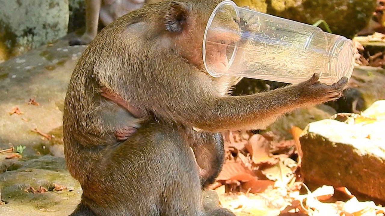 What So Funny DeeDee & Kari Monkeys Drinking Water?|Baby Jella Enjoys Playing