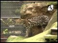 Ocelote. Un felino mayor en peligro (2007)
