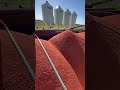 Treated durum #canada #agriculture #farming #saskatchewan #wheat #durum #planting #shorts