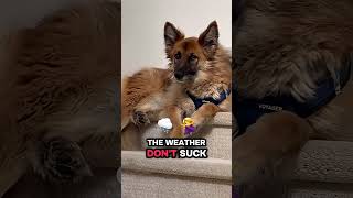 Your jokes 🤣 are funny 🐶🤣 #funny #funnydogs #shorts #fypシ #viral #shorts #foryou #dogshorts