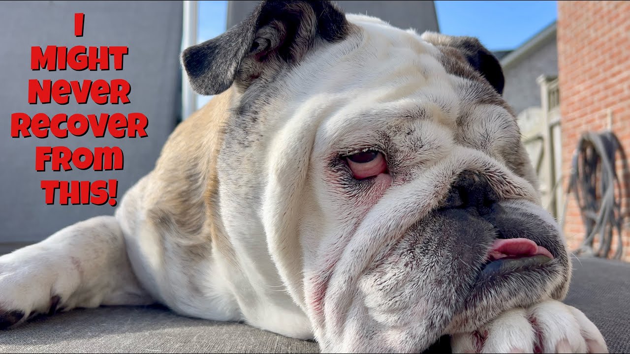 Reuben the Bulldog: Sleep Disturbance