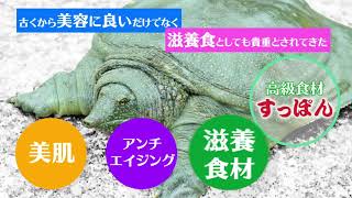健康 美容 サプリメント　湘南すっぽんパワー　神奈川県