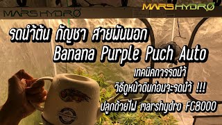 รดนำ้ต้นกัญชาสายพันธุ์นอก เทคนิคการรดนำ้ที่ใช้ / วิธีดูหน้าดินก่อนรดนำ้ #marshydro