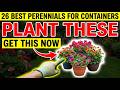 Plant These NOW! 26 Best Perennials for Containers That Bloom All Summer
