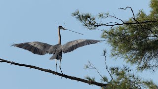Héronnière / Heronry