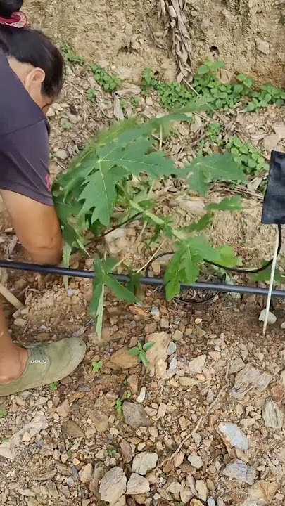 How to Dwarf a Papaya Tree #satisfying @HappyFarm85