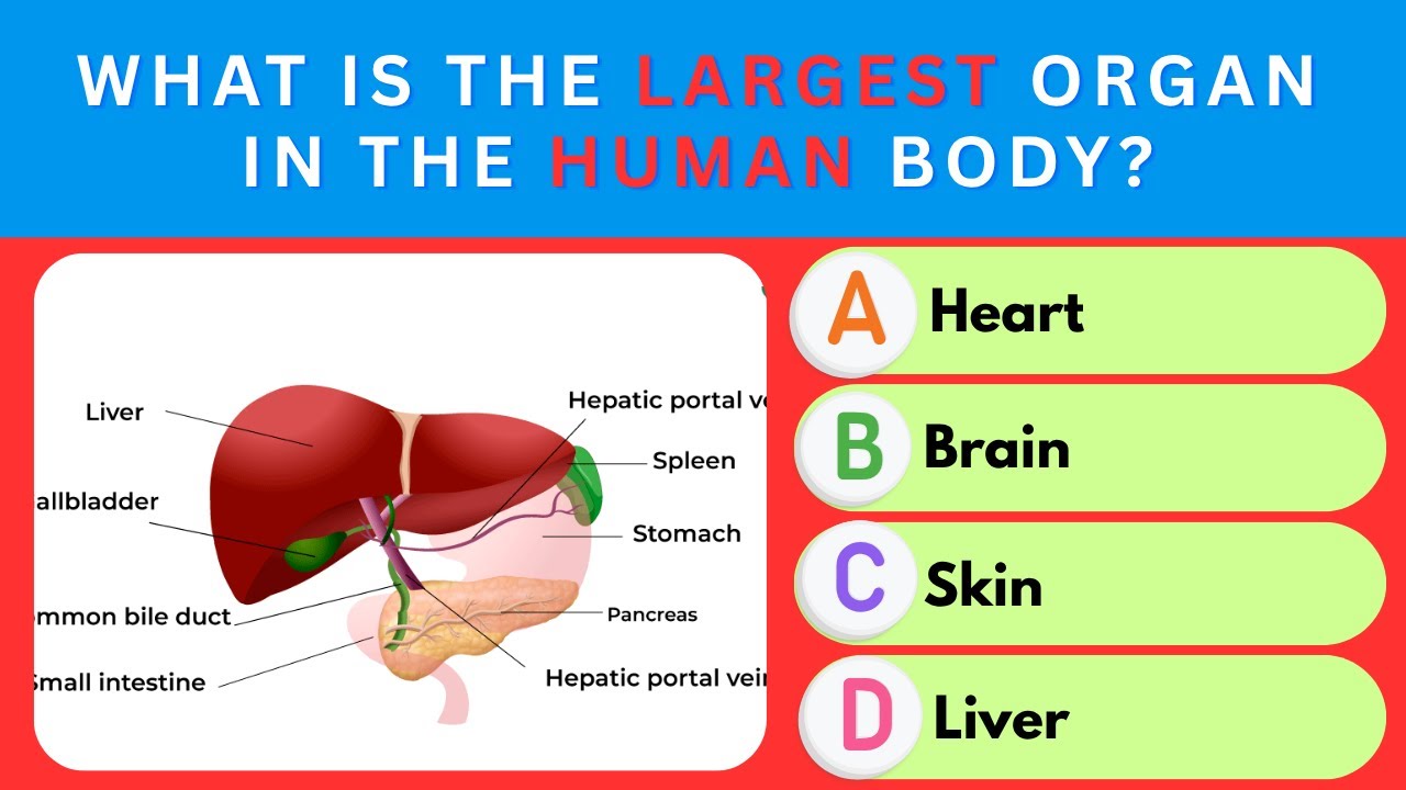 Can You Pass This 30-Question Human Body Quiz? 🧠 Take This Ultimate ...