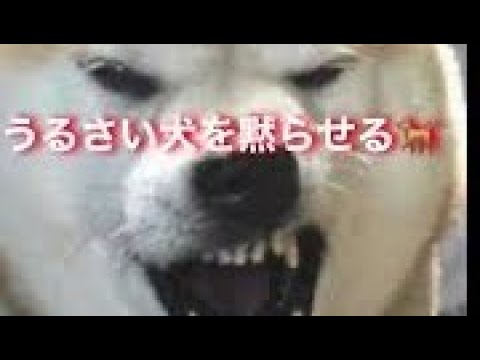 吠える犬を黙らせる音 うるさい子犬や小型犬を黙らせる音 Youtube