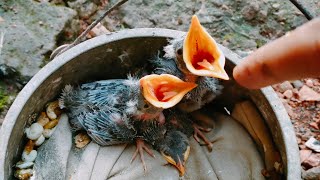 Cara Merawat Anakan Jalak Kebo Agar Sehat Dan Jinak