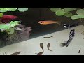 Catch Strange Ornamental Fish In Tiny Pond, Princess cichlid, red tail perch, Axolotls, Goldfish