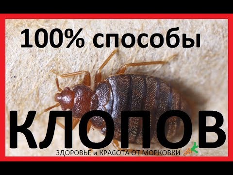 100 способы избавления от КЛОПОВ в квартире