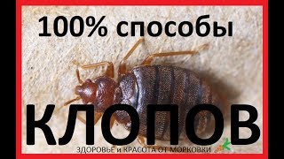 100% способы избавления от КЛОПОВ в квартире 100% способы избавления от КЛОПОВ в квартире