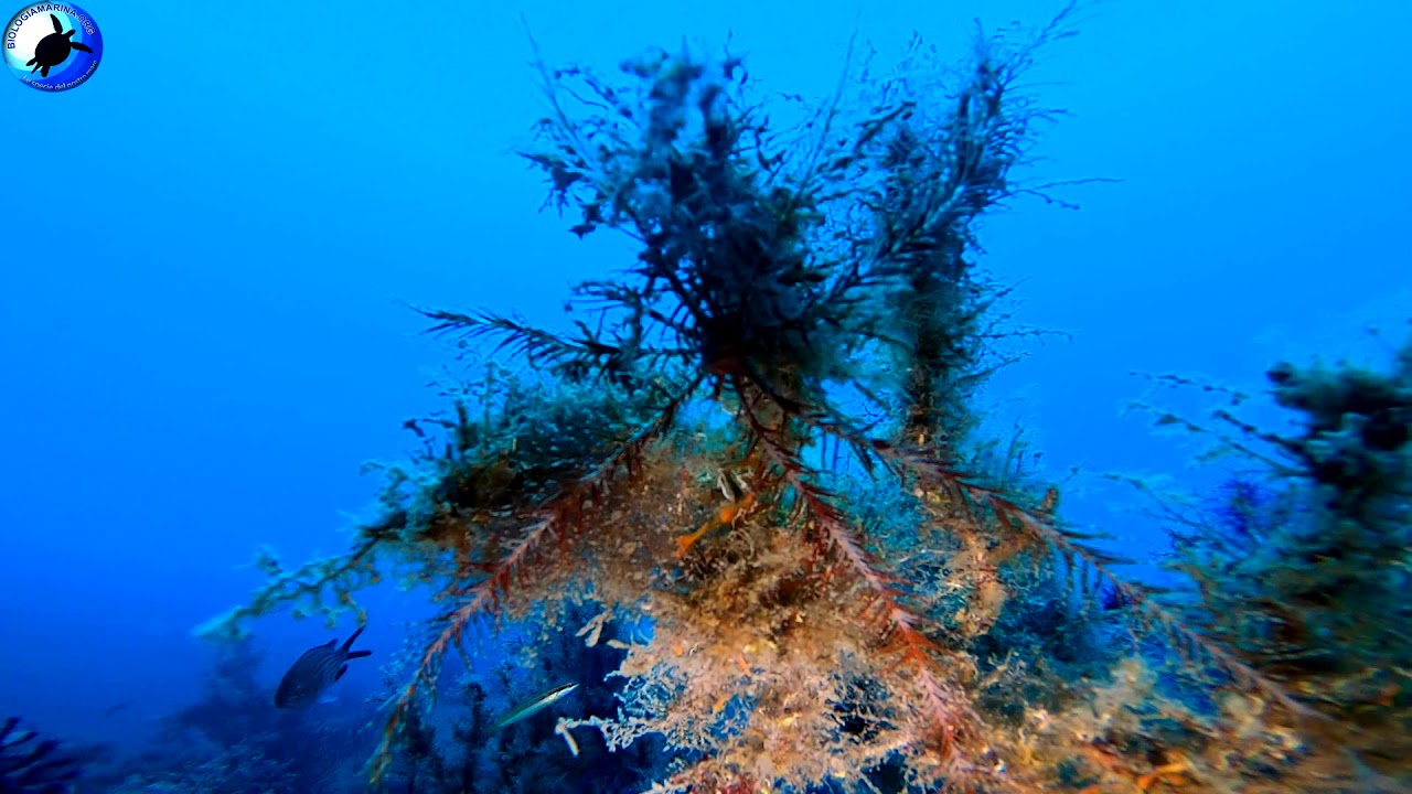 Crinoide In Secca Profonda Youtube