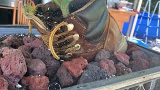 Showcasing 🌞🌱THE BOOT 🥾  🌱🌞