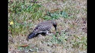 Red-shafted Northern Flicker