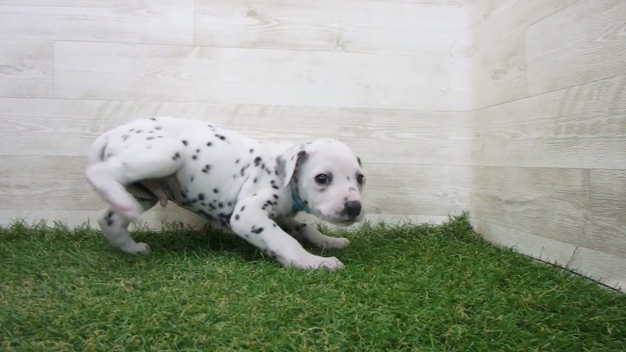 ダルメシアンさん専用 Coo&RIKU No.00743154 ダルメシアン - YouTube