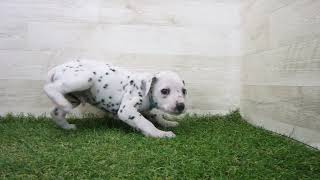 ダルメシアン Coo&RIKU No.00743154 ダルメシアン - YouTube