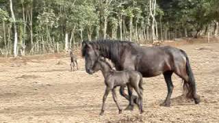 Friesian Mares And Foals In Costa Rica 2009