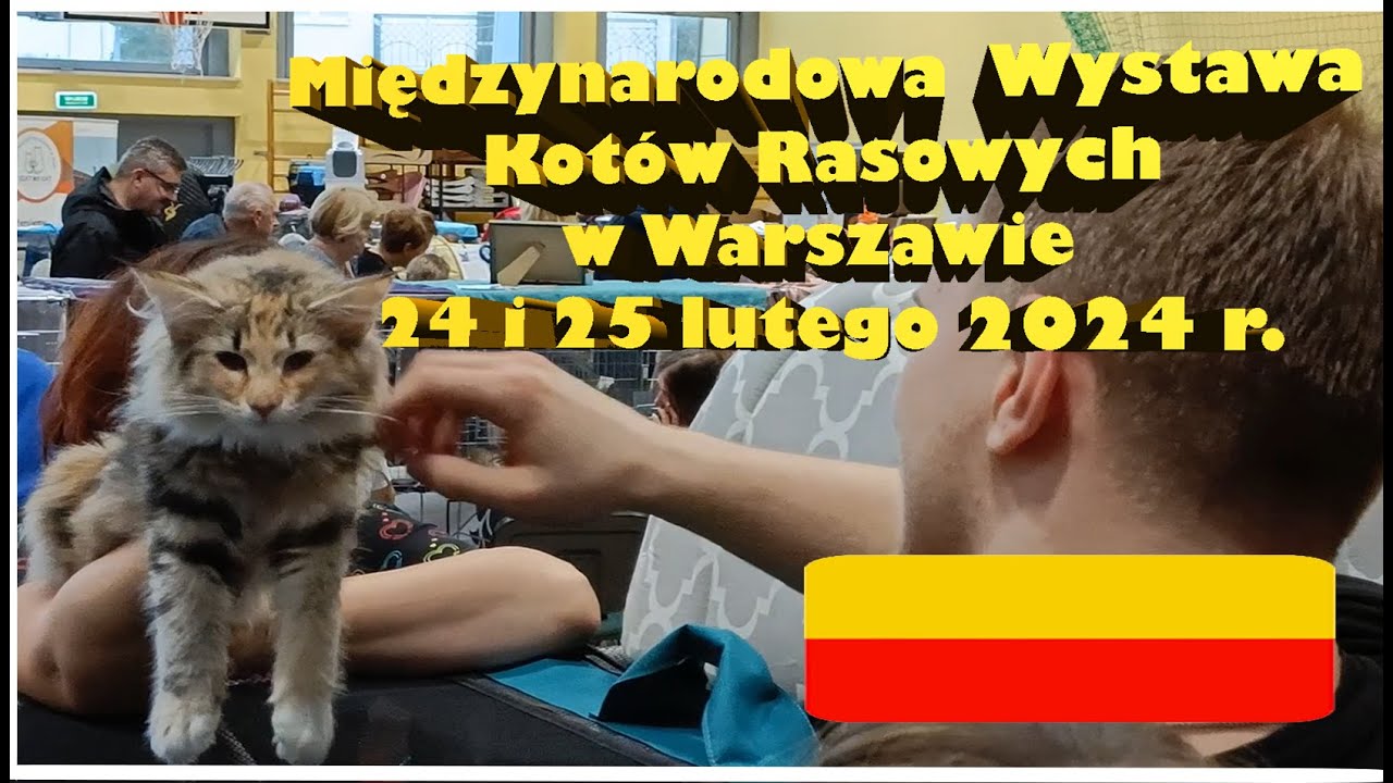 Stowarzyszenie Psów I Kotów Rasowych Petrus Międzynarodowa Wystawa Kotów Rasowych w Warszawie LUTY 2024 - YouTube