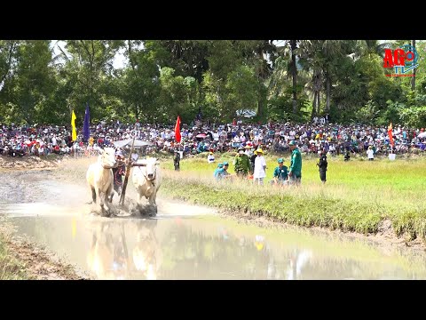 Video Sôi nổi Hội đua bò Bảy Núi tranh Cúp Truyền hình An... - youtube