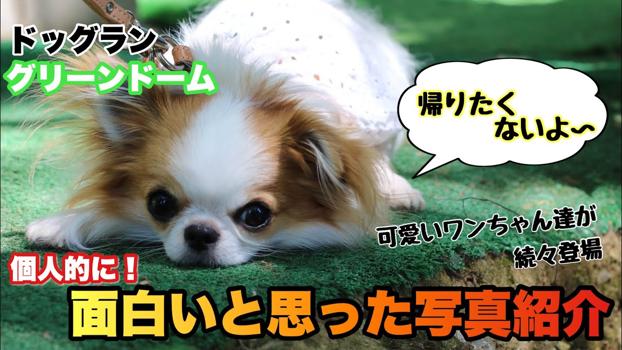 犬好きさん必見！】可愛くて面白い！？ワンちゃん達の写真紹介！ - YouTube