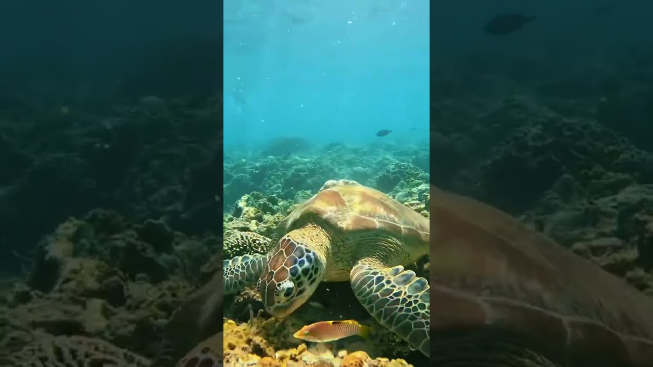 Chasing Wildlife, Palawan, One Life Adventures