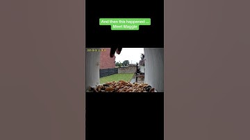 Update on my bird feeder with camera. It’s going well so far …