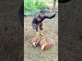 ফল টা কাটলাম ভিতরে হলুদ বর্ণ অরজিনাল পাকা ফল #reels #viral #foryou l