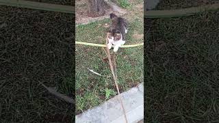 cat sound #high
