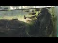 Sesión de ictioterapia para tortuga lagarto