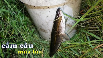 CSRV 139 | CẮM CÂU CÁ LÓC vào mùa lúa sử dụng thêm kiểu lưỡi mới