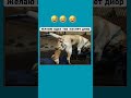 #funny #юмор #смех