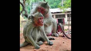 Ooh wow try not to laugh when watching this baby get warm grooming from mom like that, Emotional..