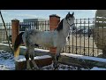 Чечня рынок Лошадей в Урус-мартан. 27.12.20г